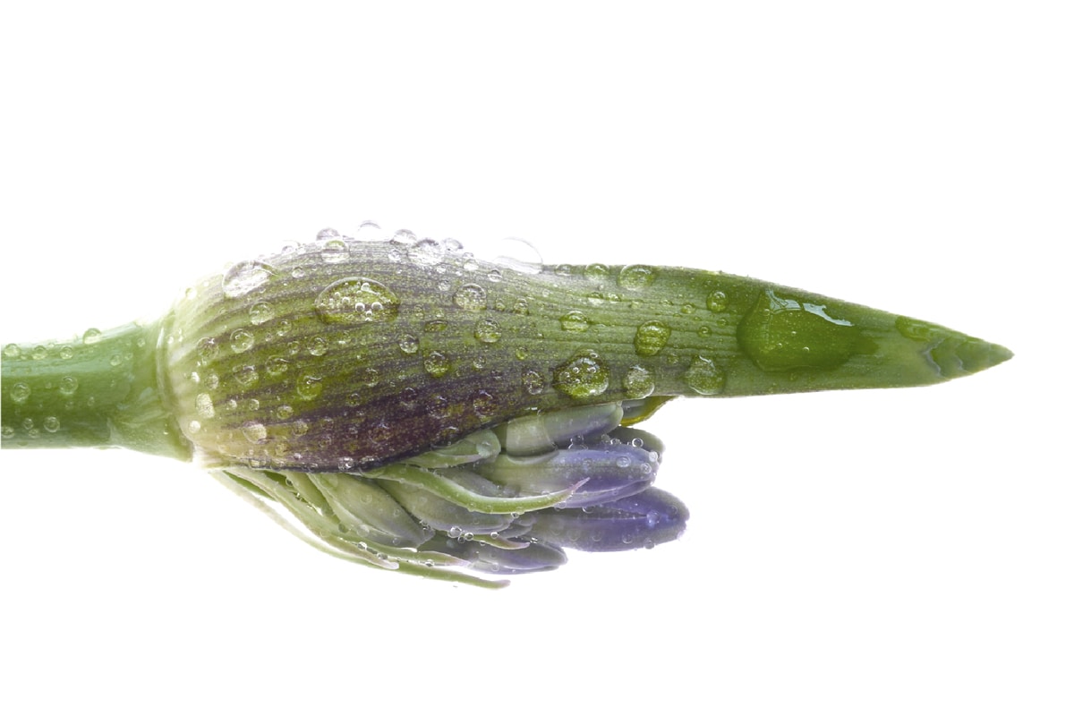 GardenBotanica の開発で<br>特に徹底していることは、植物由来の成分にこだわり磨き抜くこと。